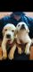 Goldador Puppies