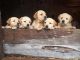Goldador puppies for sale! 6 male/2 female