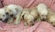 Goldador Puppies for sale in Lagrange, OH 44050, USA. price: $100,000