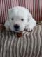 Goldador Puppies for sale in Gosport, IN 47433, USA. price: NA