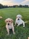 Goldador Puppies for sale in Elizabeth, IN 47117, USA. price: NA