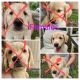 Goldador Puppies for sale in Ashland, OH 44805, USA. price: $350