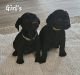 Goldador Puppies for sale in Greenville, OH 45331, USA. price: $200