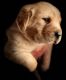 Goldador Puppies for sale in Denton, Maryland. price: $1,500