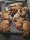 Goldador Puppies for sale in Norwalk, Iowa. price: $600