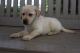 Goldador Puppies for sale in Canton, OH, USA. price: $299