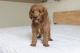 Golden Doodle Puppies for sale in San Francisco, CA, USA. price: NA