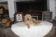 Golden Doodle Puppies for sale in Tehachapi, CA 93561, USA. price: $1,000