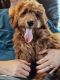 Golden Doodle Puppies for sale in Lafayette, LA, USA. price: NA