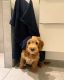 Golden Doodle Puppies for sale in St. Louis, MO, USA. price: $800