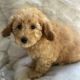 Golden Doodle Puppies for sale in College Station, TX, USA. price: $400