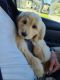 Golden Doodle Puppies for sale in Colmesneil, TX 75938, USA. price: NA