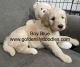 Golden Doodle Puppies for sale in Anderson, SC, USA. price: $1,800