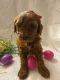 Golden Doodle Puppies for sale in Sterling, VA, USA. price: NA