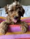 Golden Doodle Puppies for sale in Sterling, VA, USA. price: NA