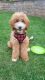 Cute, Active Puppy, Golden color, full vaccination