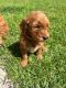 Golden Doodle Puppies for sale in Livingston, LA 70754, USA. price: $1,200
