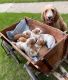 Golden Doodle Puppies for sale in Petoskey, MI 49770, USA. price: NA