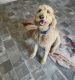 Golden Doodle Puppies for sale in Ontario, CA, USA. price: $3,500