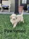 Golden Doodle Puppies for sale in Choudrant, LA 71227, USA. price: NA