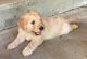F2B Medium-Size Golden Doodle Puppies for Sale