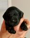 Goldendoodle F1b puppies are looking for their forever home