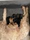 Golden Doodle Puppies for sale in Gainesville, FL, USA. price: NA