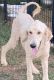 Golden Doodle Puppies for sale in Piedmont, SC 29673, USA. price: $1,000