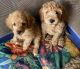 Golden Doodle Puppies for sale in Gainesville, FL 32608, USA. price: NA