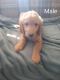 Golden Doodle Puppies for sale in CO-196, Colorado, USA. price: NA