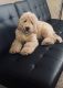 Golden Doodle Puppies for sale in Moore, OK, USA. price: $600