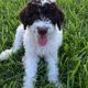 Golden Doodle Puppies for sale in Burleson, TX 76028, USA. price: NA