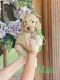 Golden Doodle Puppies for sale in Pineville, LA, USA. price: $1,500
