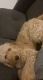 Golden Doodle Puppies for sale in Grand Prairie, TX 75052, USA. price: NA