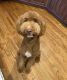 Golden Doodle Puppies for sale in SC-153, Powdersville, SC, USA. price: NA