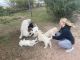 Golden Doodle Puppies for sale in Fort Collins, CO, USA. price: NA