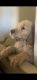 Golden Doodle Puppies for sale in Yucaipa, CA, USA. price: $1,800
