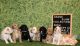 Golden Doodle Puppies for sale in Taft, CA, USA. price: $2,500