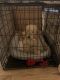 Golden Doodle Puppies for sale in Midland, TX, USA. price: NA