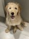 Golden Doodle Puppies for sale in Orange City, FL, USA. price: NA