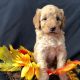 Golden Doodle Puppies for sale in Vacaville, CA, USA. price: $2,800
