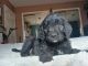 Golden Doodle Puppies for sale in Rosamond, CA, USA. price: $1,200