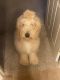 Golden Doodle Puppies for sale in Moore, OK, USA. price: $550
