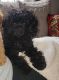 Golden Doodle Puppies for sale in Woodhaven, MI 48183, USA. price: NA