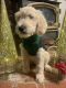 Golden Doodle Puppies for sale in Tehachapi, CA 93561, USA. price: NA