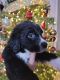 Golden Doodle Puppies for sale in Lochbuie, CO 80603, USA. price: $500