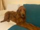 Golden Doodle Puppies for sale in Daly City, CA, USA. price: NA