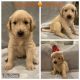 Golden Doodle Puppies for sale in Denison, TX, USA. price: $1,500