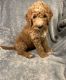 Golden Doodle Puppies for sale in Carbondale, IL, USA. price: NA