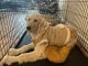 Golden Doodle Puppies for sale in Colorado Springs, CO 80925, USA. price: $800